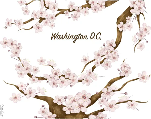 Miniatura 2 de Tervis Washington DC - Vaso aislado de flor de cerezo con envoltura y tapa marrón, 24 onzas, transparente