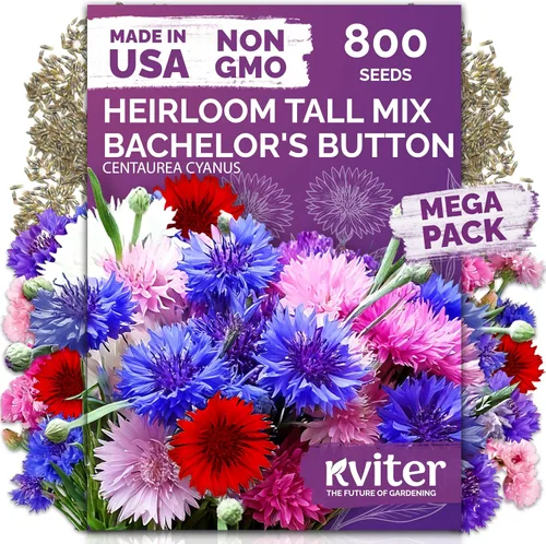 Miniatura 19 de KVITER 25 semillas de algodón blanco para plantar (Gossypium hirsutum) – Planta de algodón real, semillas de algodón para cultivo, semillas