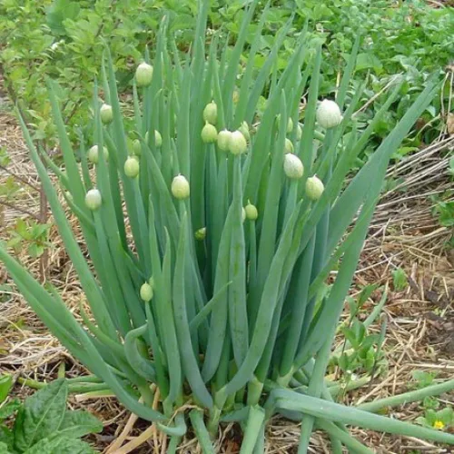 Miniatura 3 de Semillas Cebolla Galesa Verde/Agrupamiento/Sin OGM/Heirloom