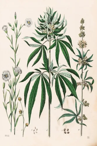 Miniatura 4 de Ilustración de marihuana de planta de cannabis 1853 Weed Room Dope Gifts Guys Propaganda fumar Stoner Reefer Stoned Buds Pothead Dormitorio Paredes