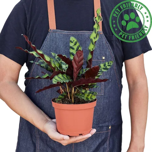 Miniatura 2 de Planta Viva de Aloe Vera para Interior Diferentes Plantas de Casa en Maceta de 4 Pulgadas & 6 Pulgadas Planta Real para Sala de Estar, Oficina