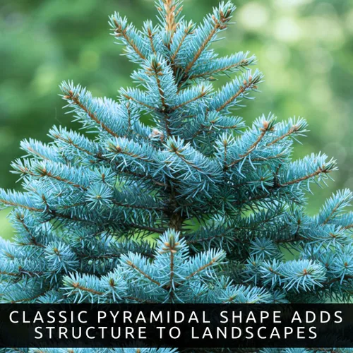 Miniatura 7 de Semillas de abeto azul para plantar 50 semillas Abeto azul de Colorado, Picea pungens glauca Árboles atractivos para privacidad o paisajismo