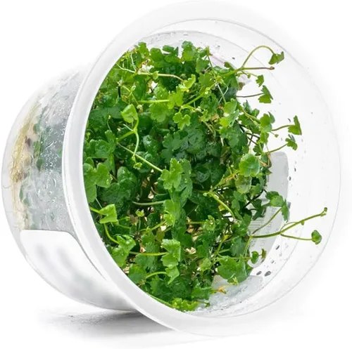 Miniatura 41 de Planta viva SubstrateSource - Hierba enana Eleocharis Belem cultivada en tejidos acuáticos para acuario - 100% libre de caracoles en copa in vitro