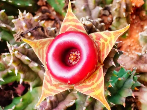 Miniatura 2 de Lifesaver Cactus – Planta viva en una maceta de 4 pulgadas – Huernia Zebrina – Cactus de interior de floración rara con floración de estrella roja