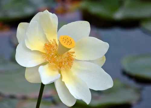 Miniatura 3 de Semillas de flores acuáticas y de estanque "American Lotus" para plantar, 2 semillas por paquete, semillas de jardín de Isla