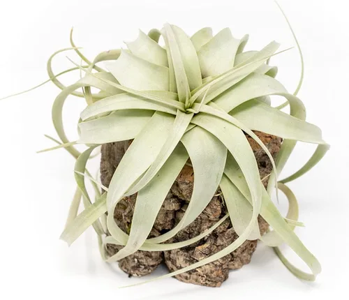 Miniatura 10 de Air Plant Shop Macetas de corteza de corcho con pequeñas plantas de aire Xerographica, al por mayor y a granel, suculentas - Tillandsia viva