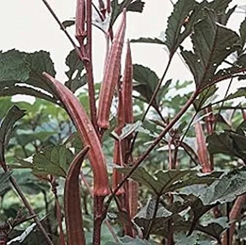 Miniatura 3 de Okra RED Borgoña Great Heirloom Vegetable By Seed Kingdom Bulk 2,000 Semillas