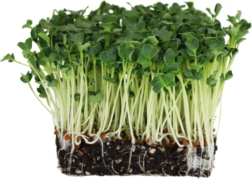 Miniatura 2 de Semillas germinantes de rábano 1 lb - Semillas microverdes Daikon sin OMG para cultivo en interiores