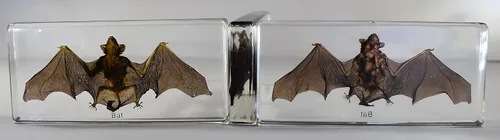 Miniatura 5 de 5.5" Murciélago real con alas abiertas en resina de lucite transparente, especímenes de artesanía, pisapapeles preservado, colección de taxidermia