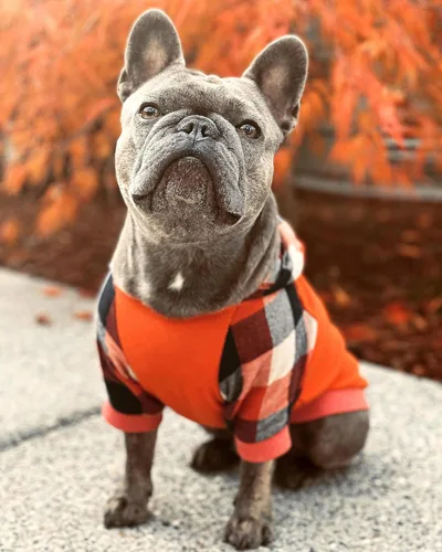 Miniatura 7 de Fitwarm - Chaleco de algodón para perros y gatos, diseño a cuadros con capucha (naranja, XS)