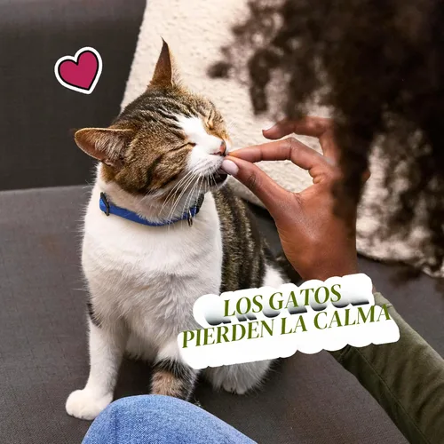 Miniatura 11 de Temptations Golosinas clásicas crujientes y suaves para gatos, sabor lácteo cremoso, tina de 16 onzas