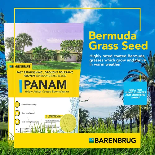 Miniatura 2 de PanAm Bermudagrass Mezcla de semillas de césped con revestimiento de semillas de chaqueta amarilla, mezcla de semillas de césped duradera de acción