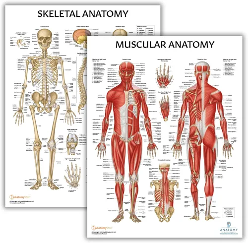 Miniatura 10 de Anatomy Lab Tabla anatómica del sistema muscular, laminado, 17.3 x 22.5 pulgadas, diagrama de los músculos, carteles médicos, póster del sistema