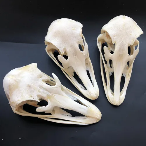 Miniatura 17 de Venta al por mayor 1/2/3/5/10 piezas de taxidermia animales reales, espécimen de huesos reales, suministros de arte hueso veterinario medicina 1: 1