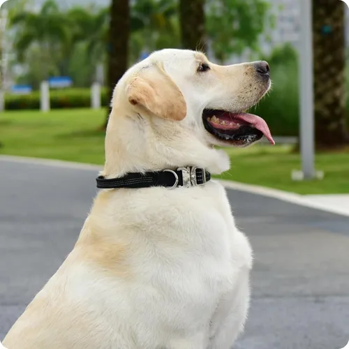 Miniatura 8 de Collar táctico para perro con asa, collar de nailon resistente con hebilla metálica de liberación rápida, diseño reflectante, acolchado y cómodo