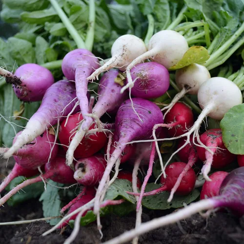 Miniatura 3 de Mezcla de rábano de huevo de Pascua - 150 semillas - Variedad de reliquia y polinizada abierta, fácil de cultivar y de crecimiento rápido, semillas