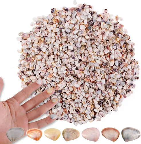 PPCLION 1000 unidades de conchas marinas pequeñas naturales de colores para manualidades, fabricación de joyas, decoración del hogar, rellenos de