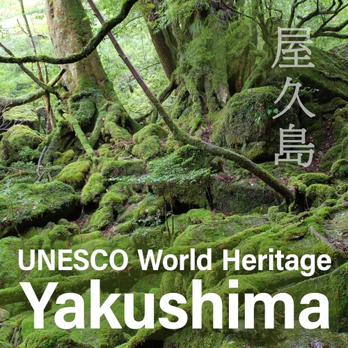 Miniatura 5 de YAMASAN KYOTO UJI Caramelo japonés – Sabor a naranja mandarina de Yakushima, envueltos individualmente, sin condimentos químicos, dulces sin gluten