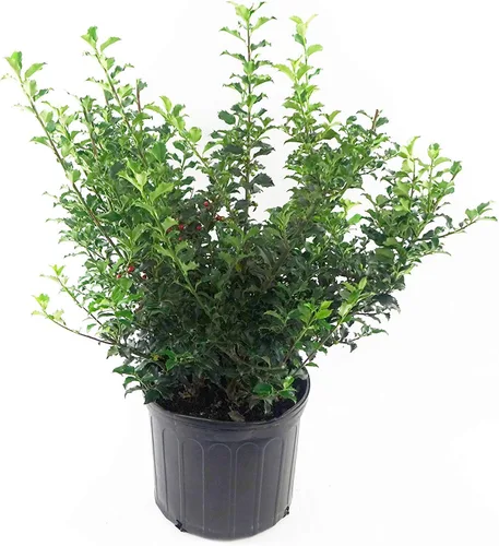 Miniatura 5 de Ganadores probados - Ilex x meserveae Castle Spire (Acebo) Evergreen, 3 - Contenedor