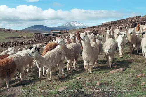 Miniatura 5 de Alpaca Home El Manta de lana de alpaca 100% pura Espiga Edición Ltd (carbón)