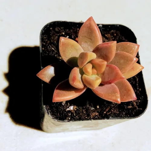 Miniatura 10 de Blissful Echeveria Alpen Glow 4" Pot Live Succulent Pink Purple Rosette Plant Easy 2 Grow, Perfect for Wedding, Party Favor and Succulent