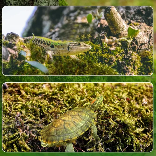 Miniatura 6 de Doter Musgo de bosque seco para plantas (5 cuartos de galón / 1 paquete), musgo para macetas para varias plantas, incluyendo orquídeas, plantas