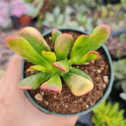 Miniatura 6 de Plantas Crassula vivas (2" Pot Crassula ovata 'Tricolor')