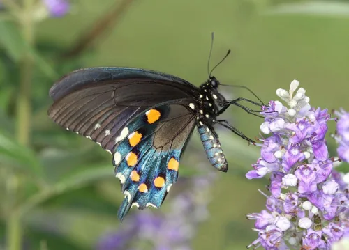 Miniatura 2 de 25 semillas de flor de pimienta de monje Vitex Agnus Castus