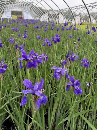 Miniatura 4 de Perennial Farm Marketplace Iris s. 'Hermano del César' (Siberiano) Perenne, tamaño # 1 contenedor, flores azul-violeta profundo