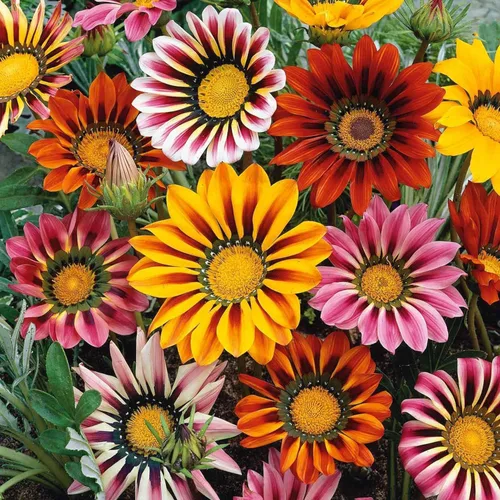 Miniatura 2 de Más de 350 semillas de Gazania para plantar plantas tolerantes al calor y a la sequía para jardín Gazania Flower Ground Cover Plantas para el hogar