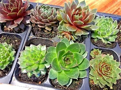 Miniatura 5 de Mini suculentas vivas para boda, recuerdo de ducha, plantas sempervivum, gallinas, pollitos resistentes para jardín de hadas, 12 paquetes
