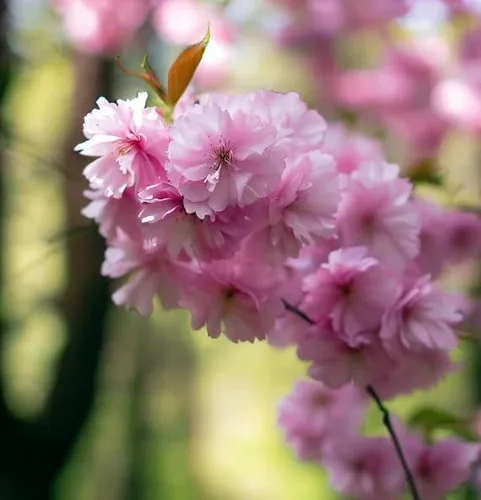 Miniatura 3 de Prunus serrulata (Cereza Japonesa, Sakura, Cereza Colina, Cereza Oriental, Cereza de Asia Oriental) Semillas de árbol, Flores vistosas, Semillas