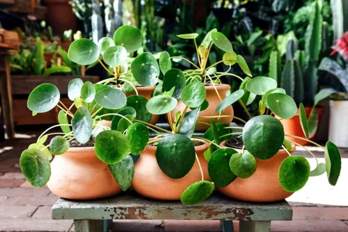 Miniatura 3 de UIOTER Conjunto de 6 plantas de Pilea Peperomioides vivas, plantas vivas de Pilea Peperomioides, de 3 a 5 pulgadas de largo, plantas de dinero