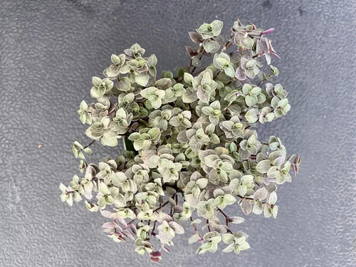 Miniatura 4 de Sprout N Green Vid de tortuga, suculenta viva Callisia Repens Sedum totalmente enraizada en maceta de 4 pulgadas, planta de casa, oficina, boda
