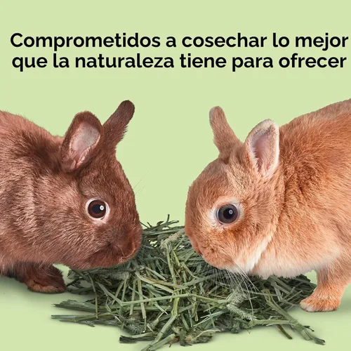 Miniatura 10 de Kaytee Heno Timothy, alto en fibra, cultivado específicamente para animales pequeños, conejos, cobayas, chinchillas, pedido a granel ideal