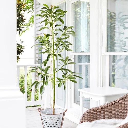 Miniatura 2 de Árbol de aguacate resistente al frío Brighter Blooms Exótico, Delicioso y resistente al clima Invernadero cultivado, injertado (no cultivado)