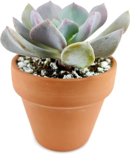 Echeveria - Suculenta cúbica púrpura escarcha (2 pulgadas + maceta de arcilla), suculenta viva saludable para interiores, suculenta para decoración