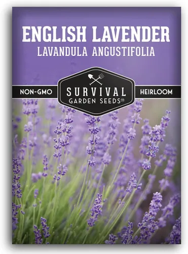 Semillas de lavanda inglesa para plantar (Lavandula angustifolia) – Hierba culinaria comestible con flores fragantes, perenne resistente para