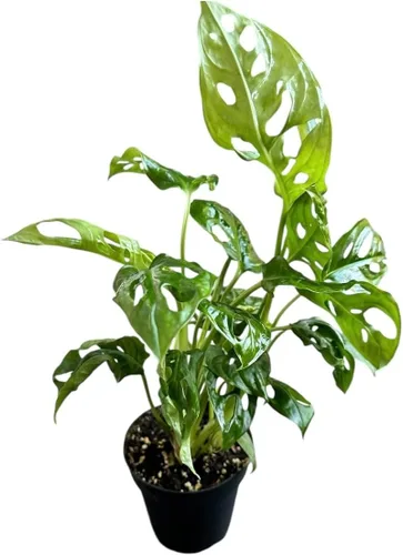 Miniatura 3 de Planta de queso suizo Monstera Adansonii, declaración única y hermosa en cualquier espacio, pulgares verdes hacia arriba y los favoritos