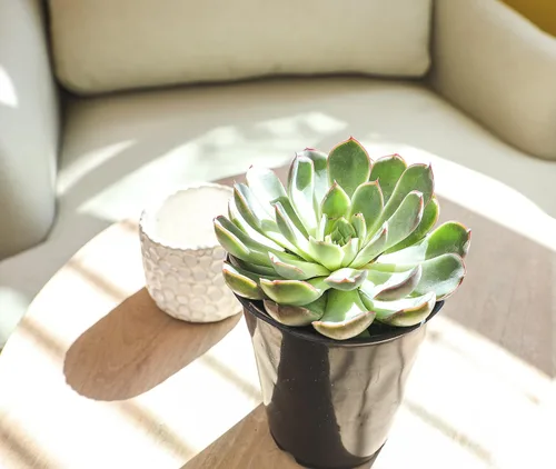 Miniatura 10 de Suculentas Echeveria de 1 cuarto de galón, 4 unidades, suculentas vivas recuerdos de fiesta en macetas suculentas, plantas suculentas vivas plantas