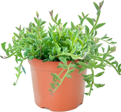 Miniatura 25 de Sprout N Green Calico Kitten, suculenta crassula pellucida variegata viva totalmente enraizada en maceta de 4 pulgadas, planta rastrera