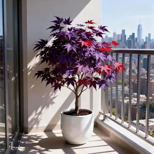 Miniatura 6 de Más de 30 semillas de árbol de arce morado para plantar, semillas raras de árbol Acer Palmatum, semillas de plantas tradicionales sin OMG