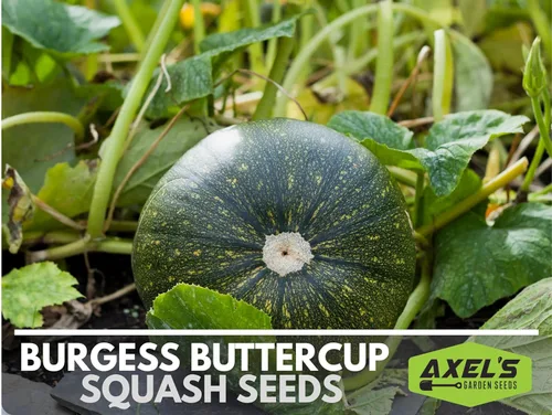 Miniatura 5 de Semillas de calabaza de invierno para plantar – Planta y cultiva calabaza Burgess Buttercup – Instrucciones para plantar un jardín de verduras