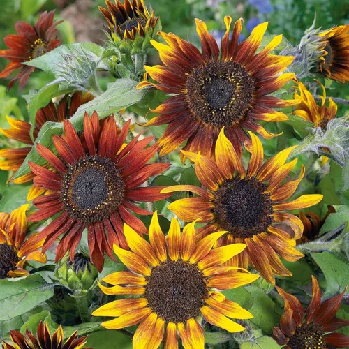 Miniatura 32 de Eden Brothers Semillas de girasol - Autumn Beauty