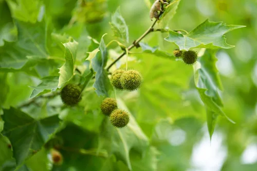 Miniatura 4 de Sycamore 3 plantas vivas Platanus Occidentalis Árbol de sombra de rápido crecimiento, planta de paisaje ornamental, ideal para jardines