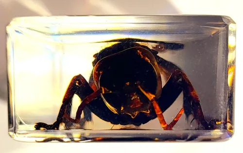 Miniatura 4 de 44mm Escorpión real asiático gigante en resina de lucite transparente cristal, especímenes de artesanía, insectos de animales varios, colección