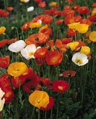 Miniatura 5 de Semillas Flores Oriental Amapola Mix Anual - 1000 Semillas