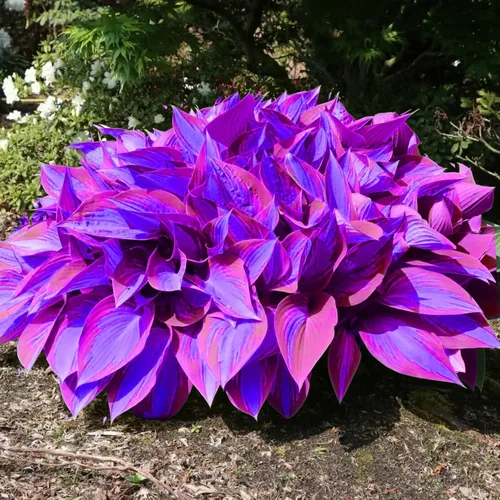 Miniatura 3 de 6 plantas Hosta de colores mixtos para cultivar, elección de cultivadores, fácil de cultivar raíz de Hosta (6 raíces de hosta)