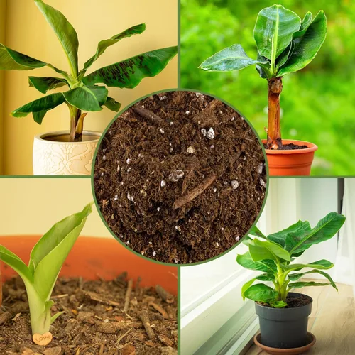 Miniatura 6 de Soil Sunrise Mezcla de tierra para macetas de plátano (12 cuartos de galón) – Mezcla mezclada a mano para interiores y exteriores para plantas