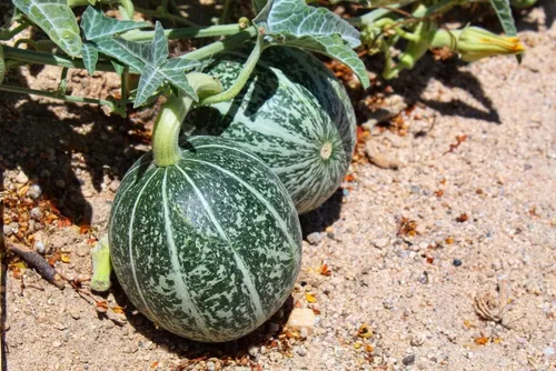 Miniatura 5 de Semillas de melón para plantar (10 semillas) - Cultiva tu propio alimento (Melón amargo negro)